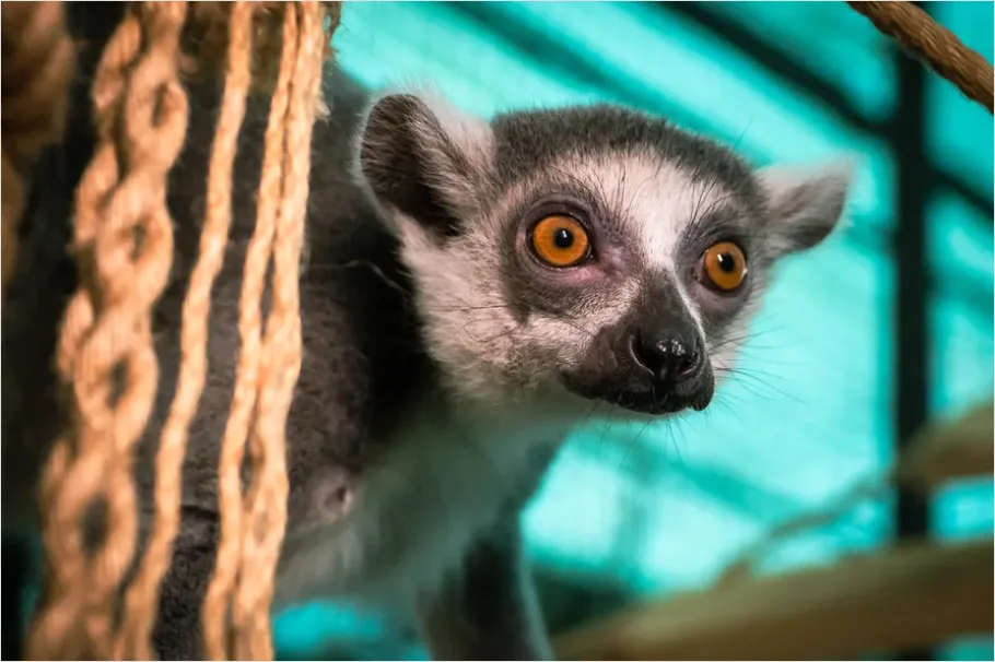 Detail Lemur Close Up Photo Number 4