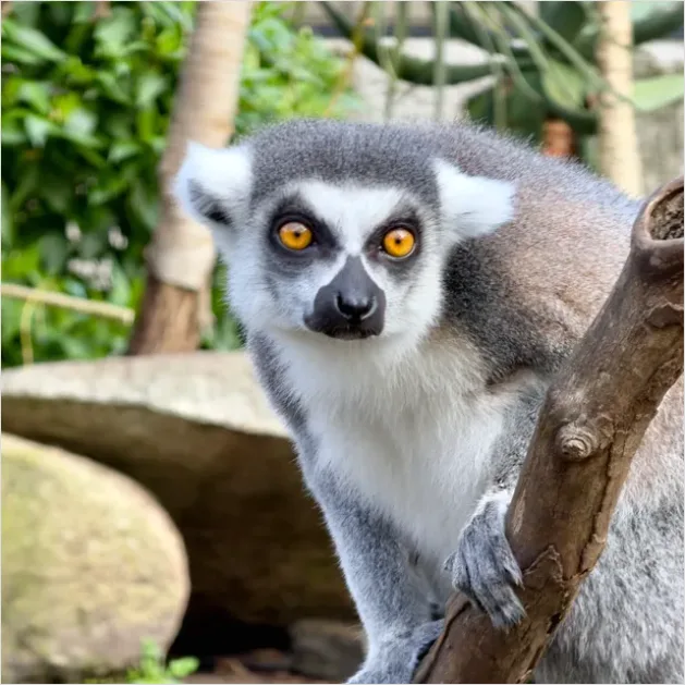 Detail Lemur Close Up Photo Number 5
