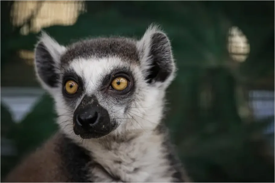 Detail Lemur Close Up Photo Number 6