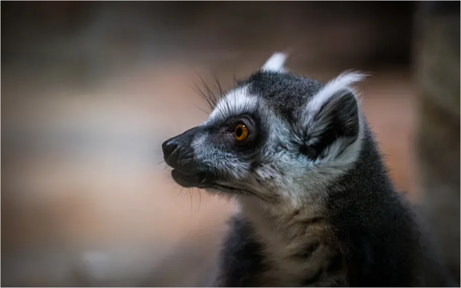 Detail Lemur Close Up Photo Number 7