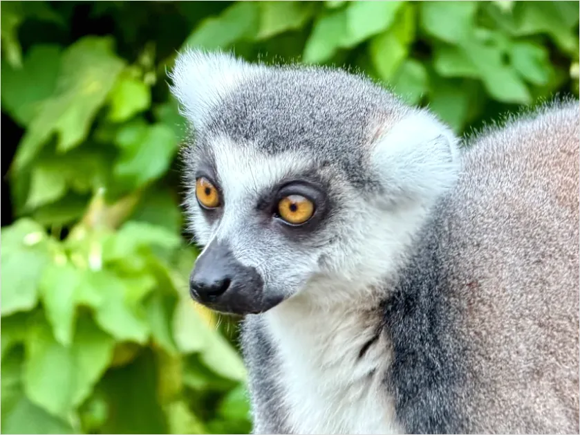 Detail Lemur Close Up Photo Number 8