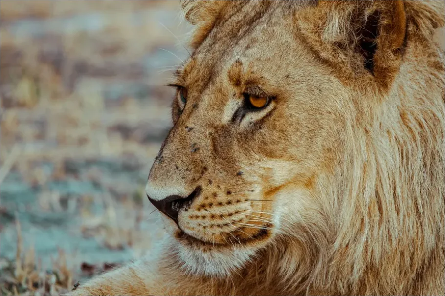 Detail Lion Portrait Close Up Number 2