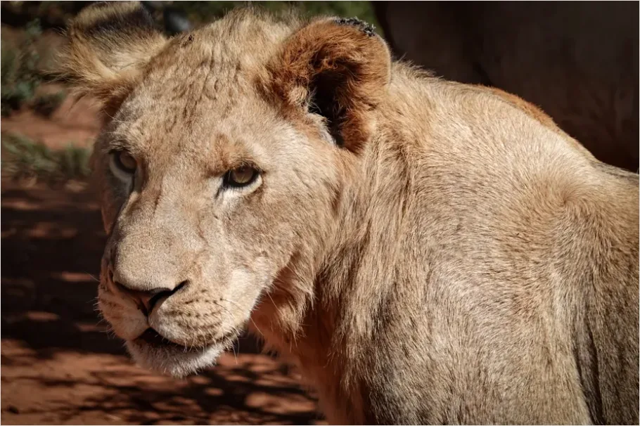 Detail Lion Portrait Close Up Number 3
