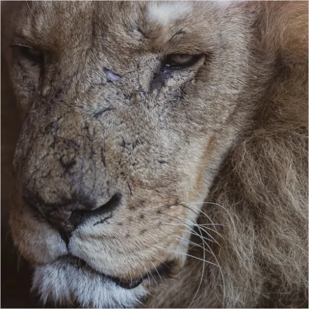 Detail Lion Portrait Close Up Number 4