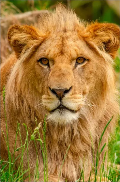 Detail Lion Portrait Close Up Number 5