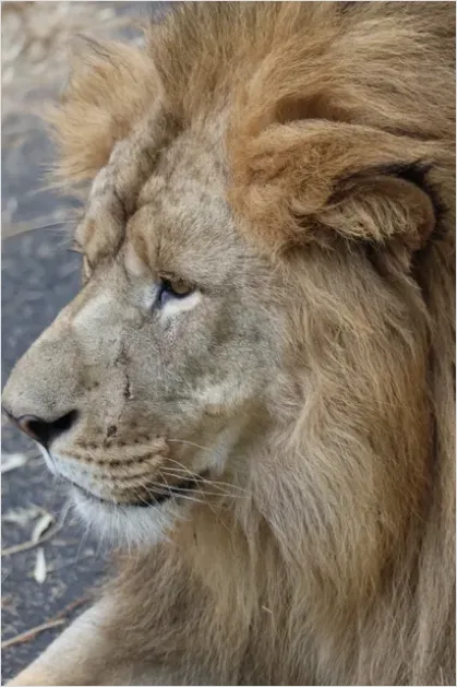Detail Lion Portrait Close Up Number 6