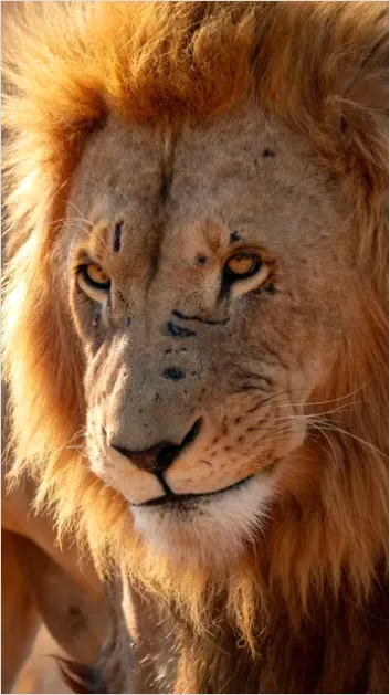 Detail Lion Portrait Close Up Number 7