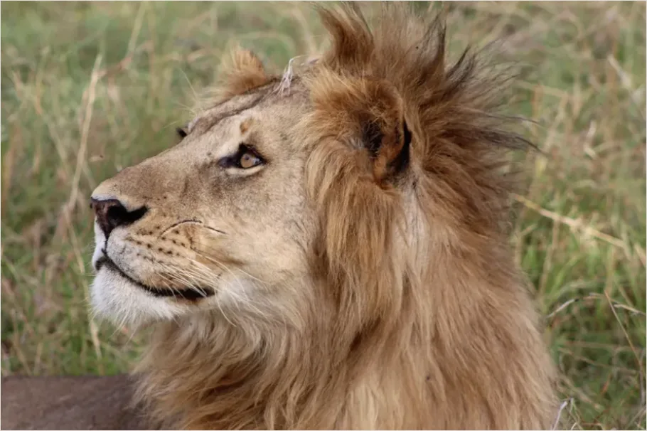 Detail Lion Portrait Close Up Number 8