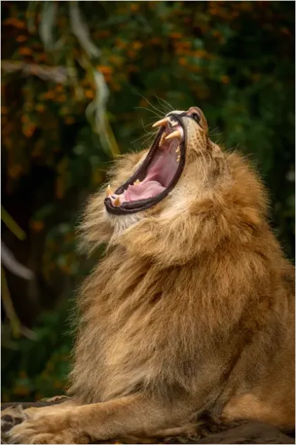 Lion Roaring Photo 389f