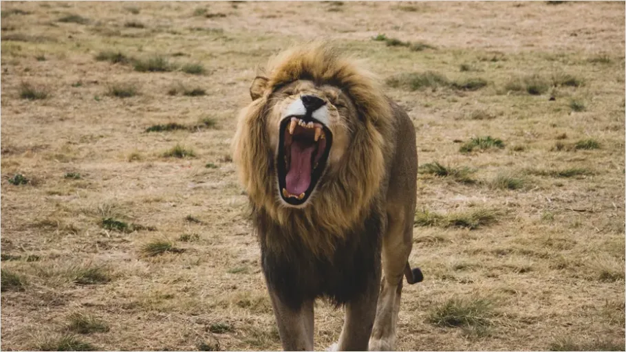 Detail Lion Roaring Photo Number 2