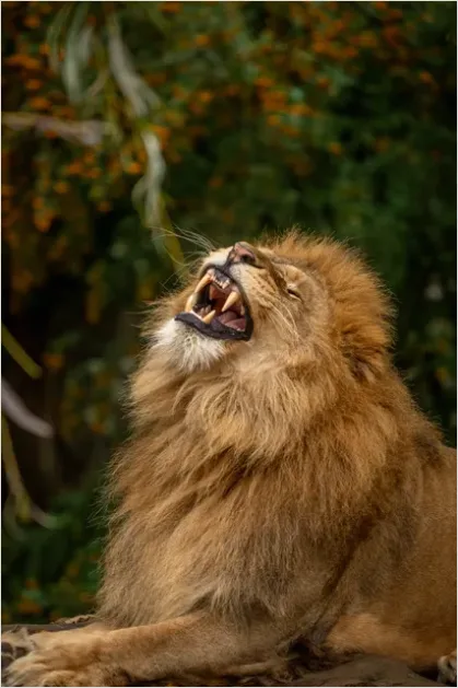 Detail Lion Roaring Photo Number 3