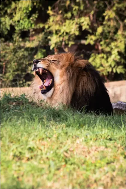 Detail Lion Roaring Photo Number 4