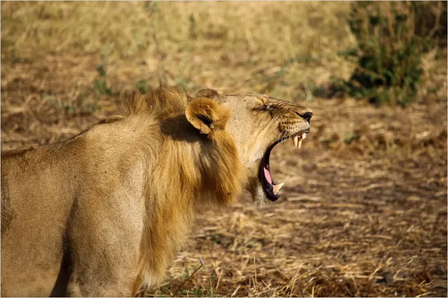 Detail Lion Roaring Photo Number 5