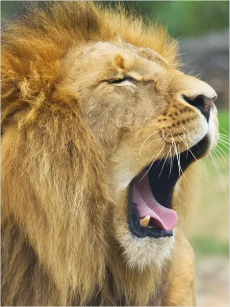 Detail Lion Roaring Photo Number 6