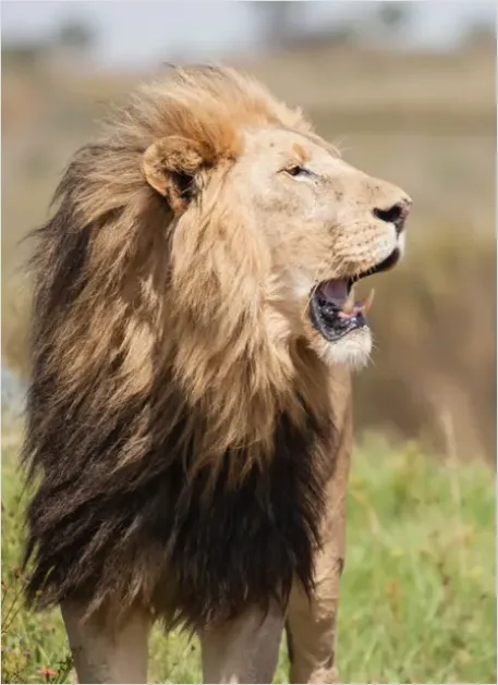 Detail Lion Roaring Photo Number 7