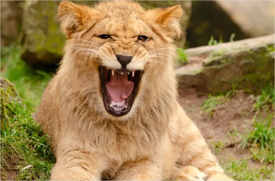 Detail Lion Roaring Photo Number 8