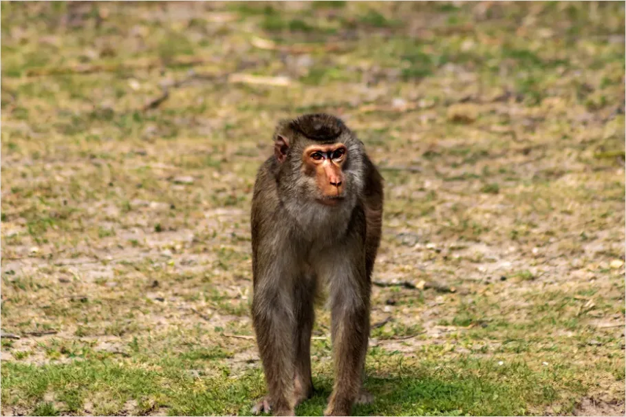 Detail Macaque Portrait Photo Number 2