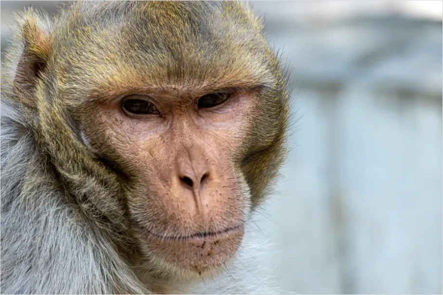 Detail Macaque Portrait Photo Number 3