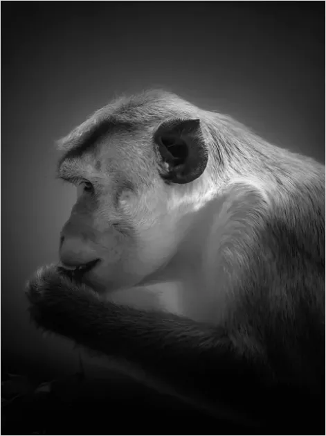 Detail Macaque Portrait Photo Number 4