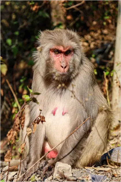 Detail Macaque Portrait Photo Number 6