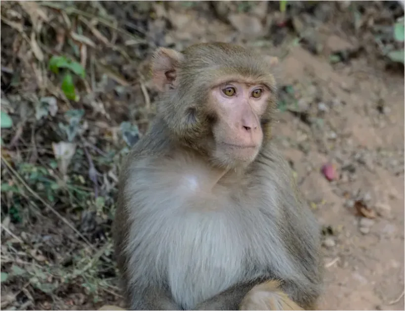 Detail Macaque Portrait Photo Number 7