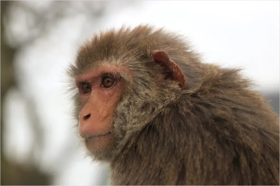 Detail Macaque Portrait Photo Number 8