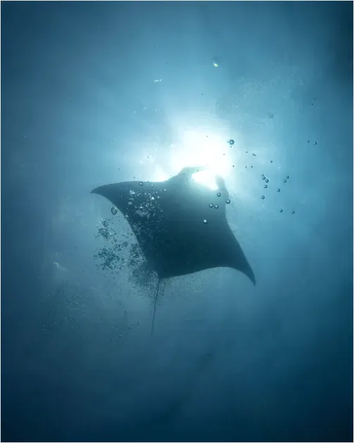 Manta Ray Underwater 1c4e