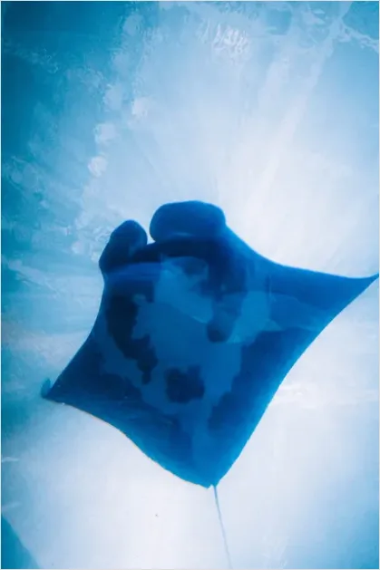 Detail Manta Ray Underwater Number 2