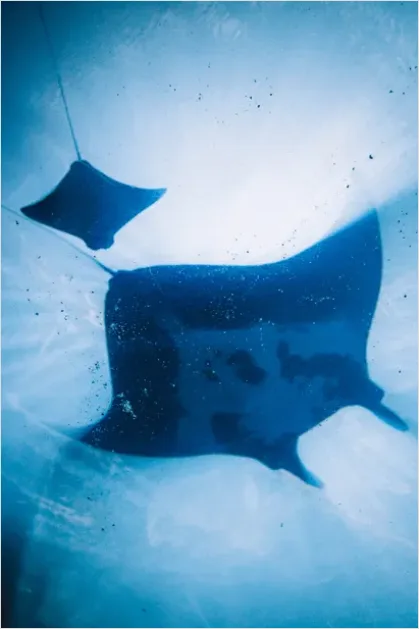 Detail Manta Ray Underwater Number 3