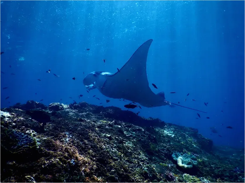 Detail Manta Ray Underwater Number 5