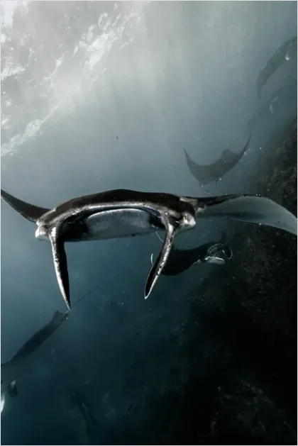 Detail Manta Ray Underwater Number 6