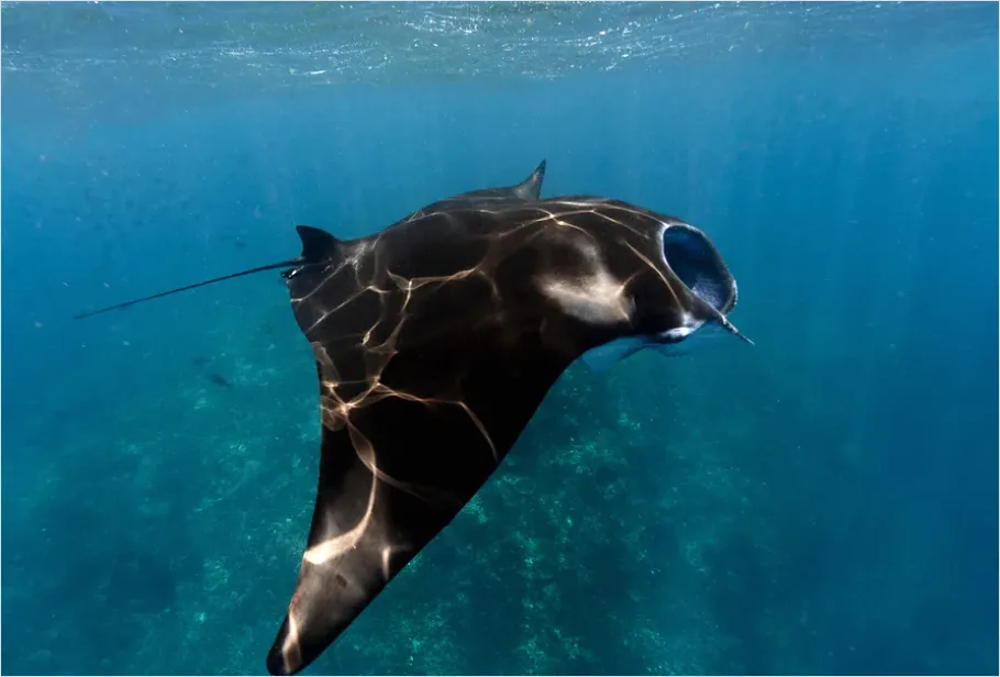 Detail Manta Ray Underwater Number 7