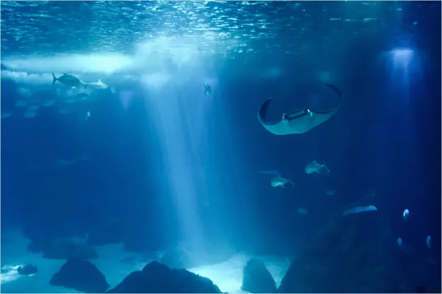 Detail Manta Ray Underwater Number 8