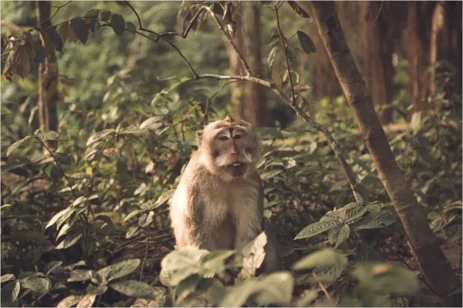 Detail Monkey In Jungle Photo Number 2