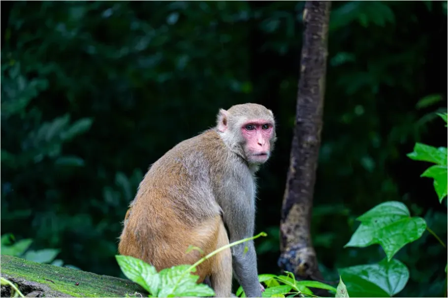 Detail Monkey In Jungle Photo Number 3