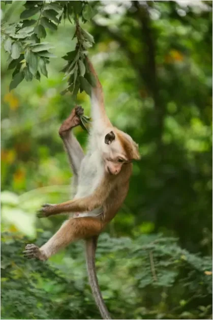 Detail Monkey In Jungle Photo Number 4