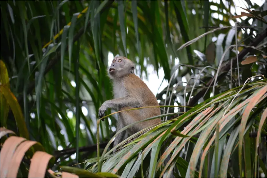 Detail Monkey In Jungle Photo Number 5