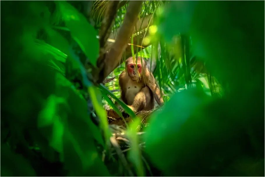 Detail Monkey In Jungle Photo Number 7