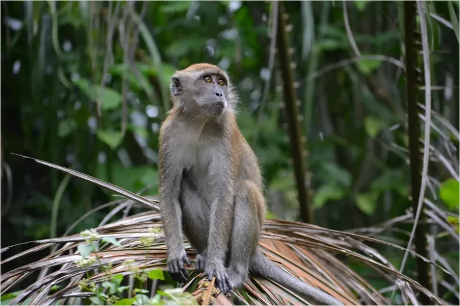 Detail Monkey In Jungle Photo Number 8