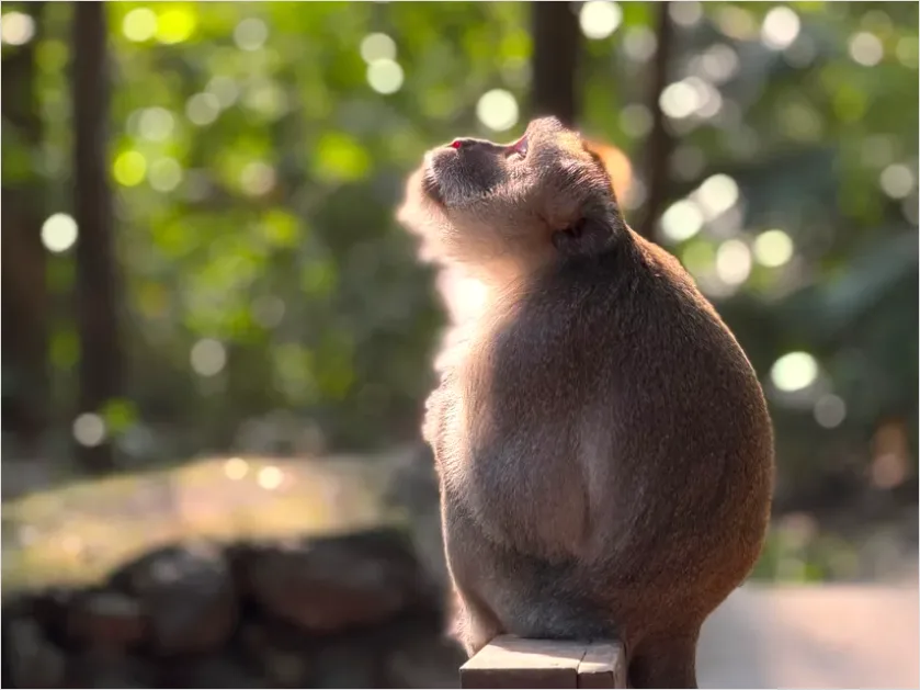 Detail Monkey In Rainforest Bokeh Number 2