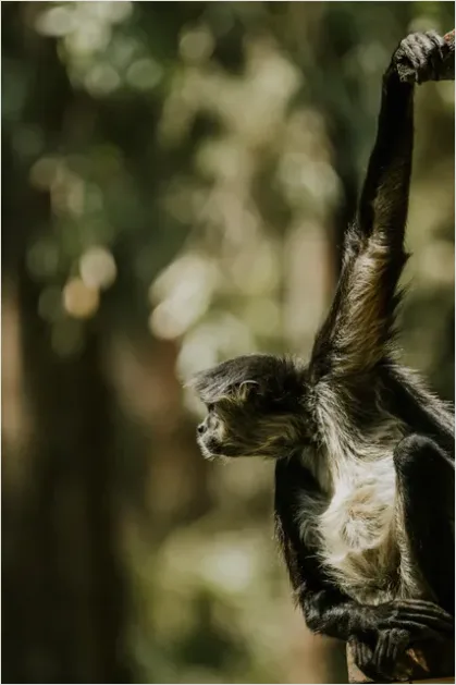 Detail Monkey In Rainforest Bokeh Number 3