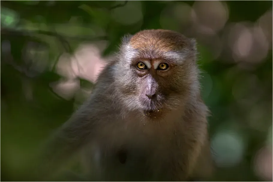 Detail Monkey In Rainforest Bokeh Number 4