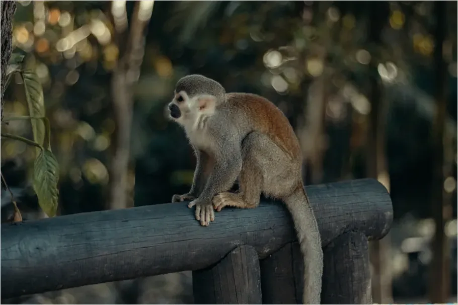 Detail Monkey In Rainforest Bokeh Number 5