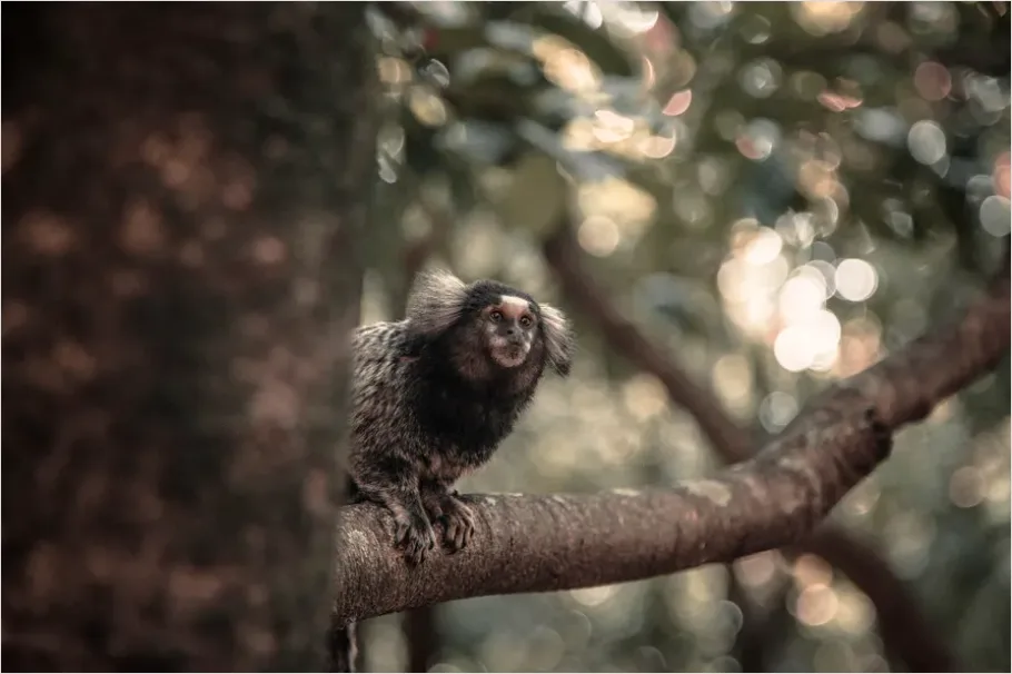 Detail Monkey In Rainforest Bokeh Number 6