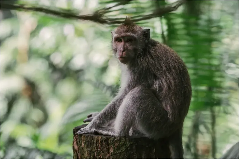 Detail Monkey In Rainforest Bokeh Number 7