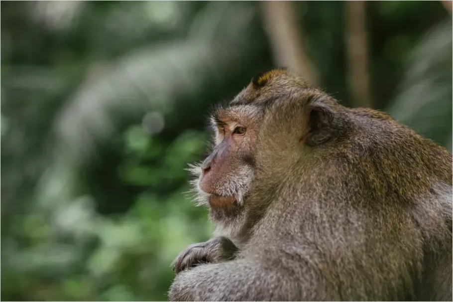 Detail Monkey In Rainforest Bokeh Number 8
