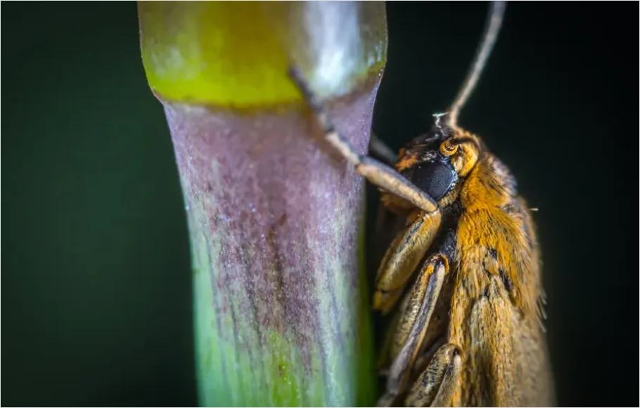 Moth Macro Photo C922