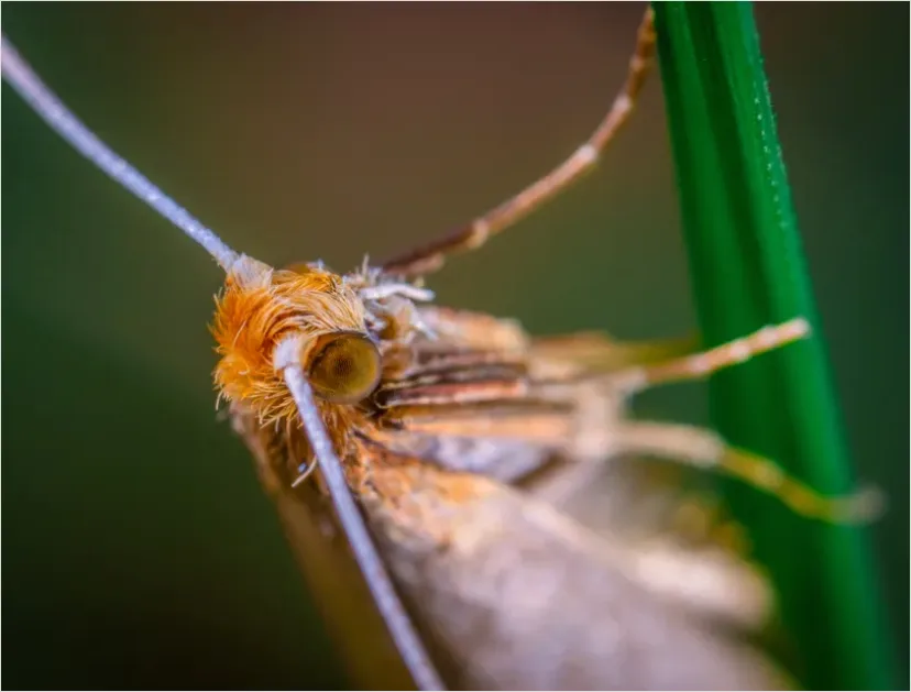 Detail Moth Macro Photo Number 2