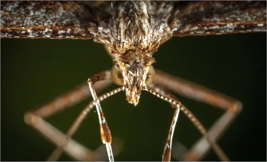 Detail Moth Macro Photo Number 4