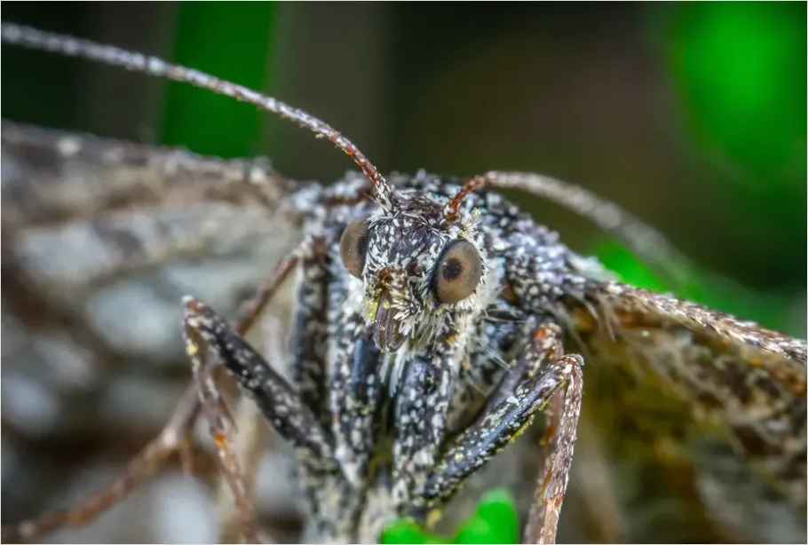 Detail Moth Macro Photo Number 5